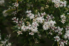 Leucopogon australis