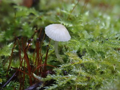 Phloeomana alba