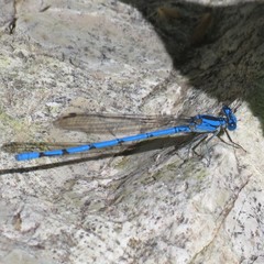 Argia lacrimans