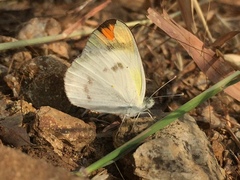 Colotis etrida