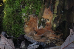 Rigidoporus corticola