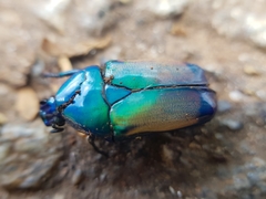 Chlorocala africana subsuturalis