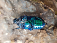 Chlorocala africana subsuturalis