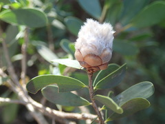 Dasineura tomentosa