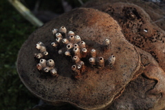 Agathomyia wankowiczii