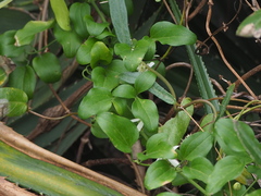 Clematis terniflora garanbiensis
