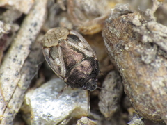 Crocistethus waltlianus