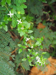 Clematis terniflora garanbiensis