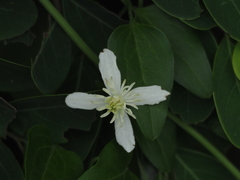Clematis terniflora garanbiensis