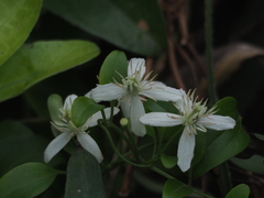 Clematis terniflora garanbiensis