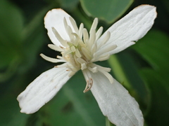 Clematis terniflora garanbiensis