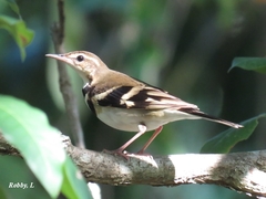 Dendronanthus indicus