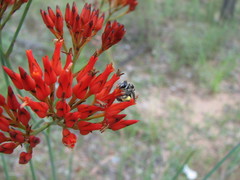 Haemodorum coccineum