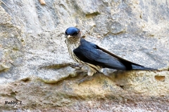 Cecropis striolata