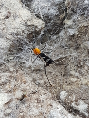 Demonax chrysoderes