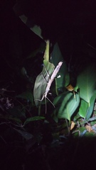 Hypocyrtus