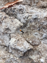 Demonax chrysoderes