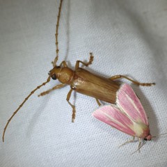 Atylostagma politum