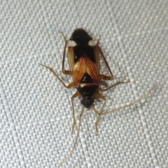 Eustictus