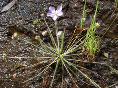 Byblis liniflora