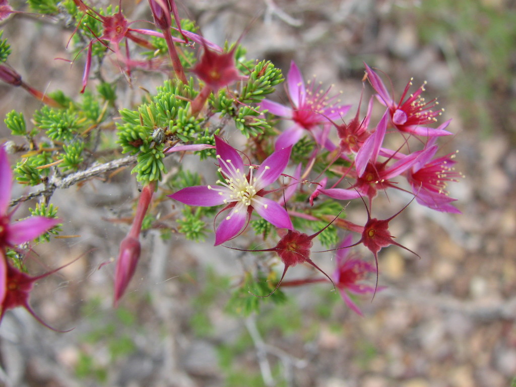 Calytrix leptophylla