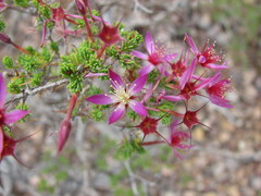 Calytrix leptophylla