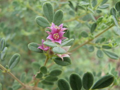 Boronia quinkanensis