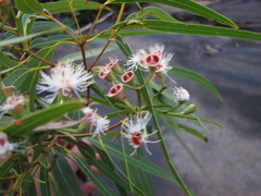 Corymbia stockeri
