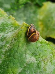 Epilachna clandestina