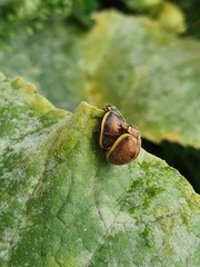 Epilachna clandestina