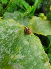 Epilachna clandestina