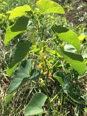 Aristolochia clematitis