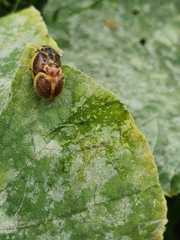 Epilachna clandestina