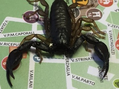 Euscorpius
