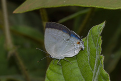 Strephonota tephraeus