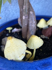 Leucocoprinus birnbaumii image