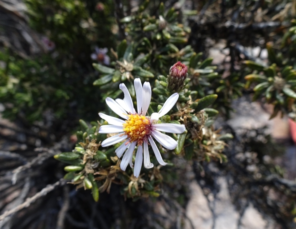 Diplostephium tacorense
