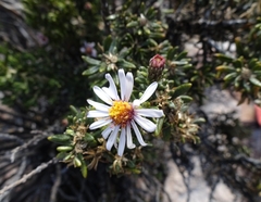 Diplostephium tacorense