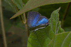 Strephonota tephraeus