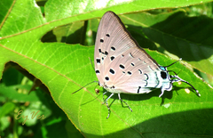 Pseudolycaena