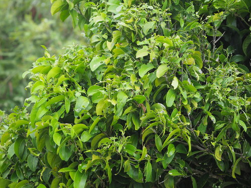 Drypetes littoralis