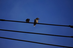 Spodiopsar cineraceus