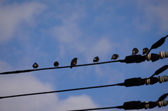 Spodiopsar cineraceus