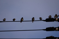 Spodiopsar cineraceus