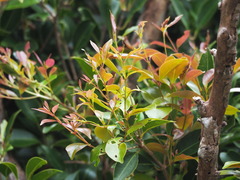 Syzygium formosanum