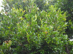 Syzygium formosanum