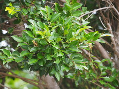 Syzygium formosanum