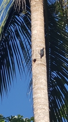 Melanerpes portoricensis
