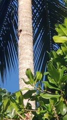 Melanerpes portoricensis