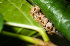 Trachythorax maculicollis